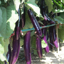 HE15 Shuliang long purple red hybrid eggplant seeds